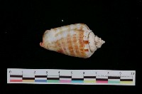 藏品(紅嬌鳳凰螺)的圖片